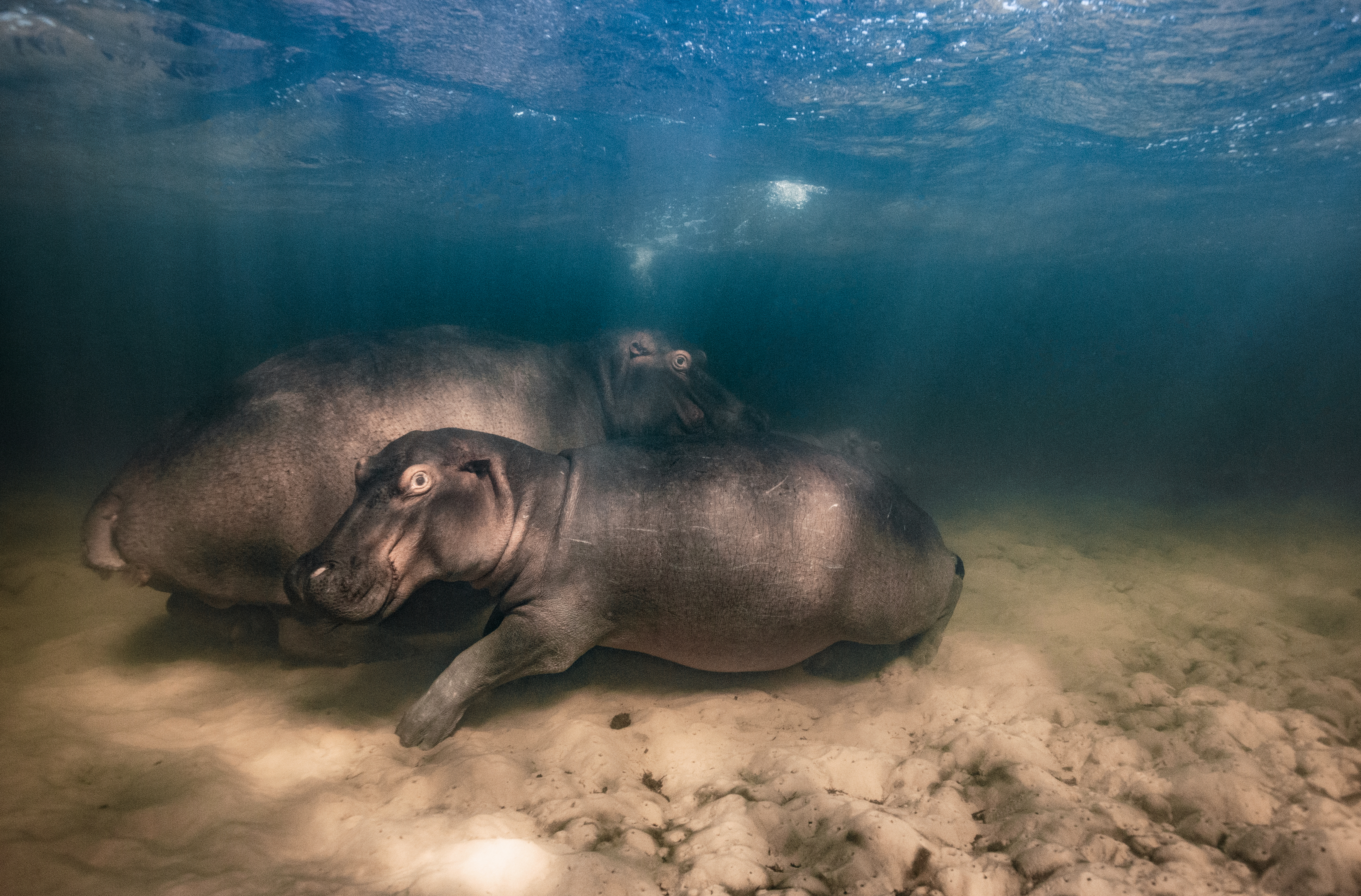 Under Water by © Mike Korostelev. Winner, Underwater. Location: Kosi Bay, iSimangaliso Wetland Park, South Africa